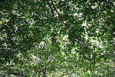 Steam新一周销量榜 《V Rising》登顶